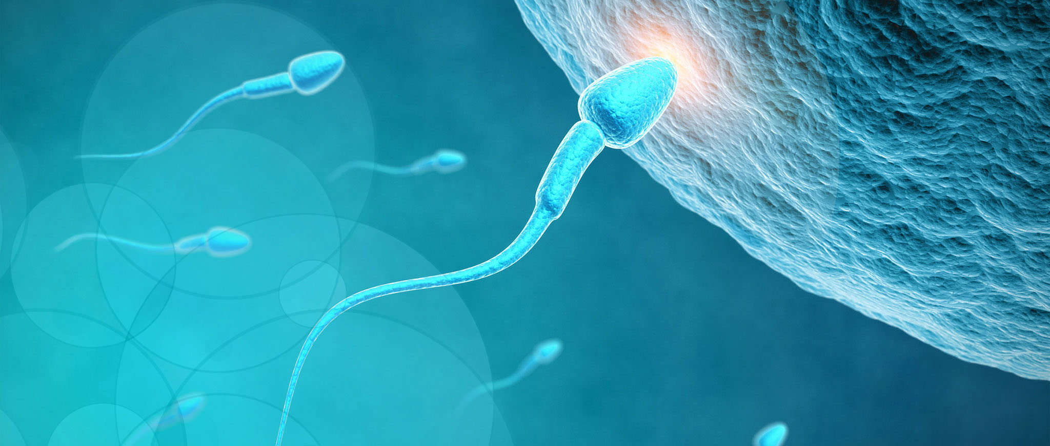 Esperma fecundando ovalo