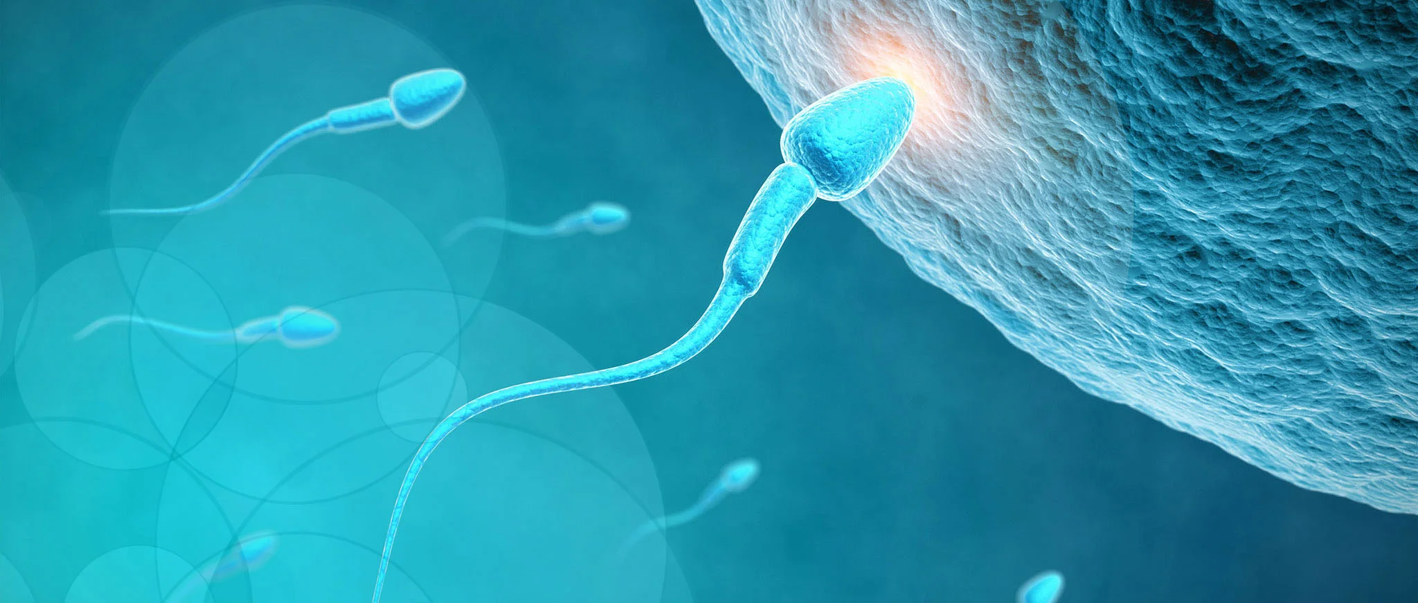 Esperma fecundando ovalo